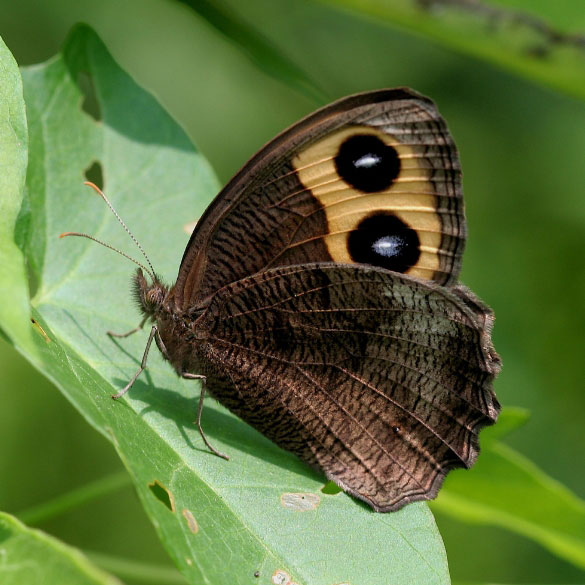 Common Wood Nymph