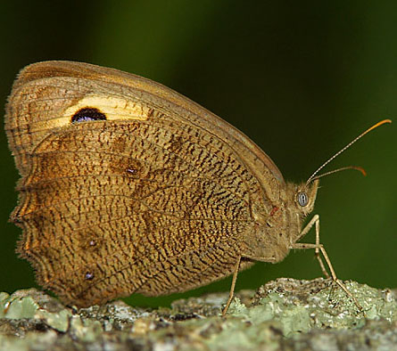 Common Wood Nymph
