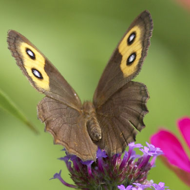 Common Wood Nymph