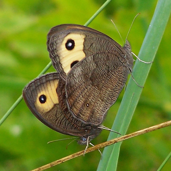 Common Wood Nymph