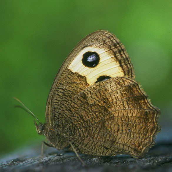 Common Wood Nymph