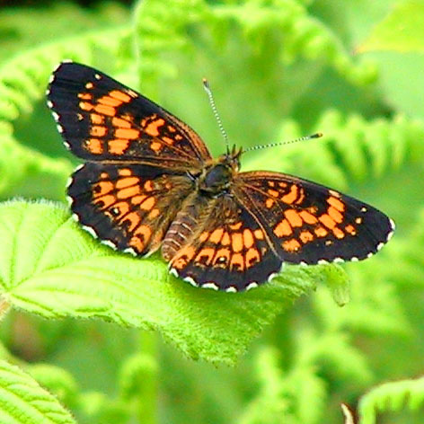Harris' Checkerspot