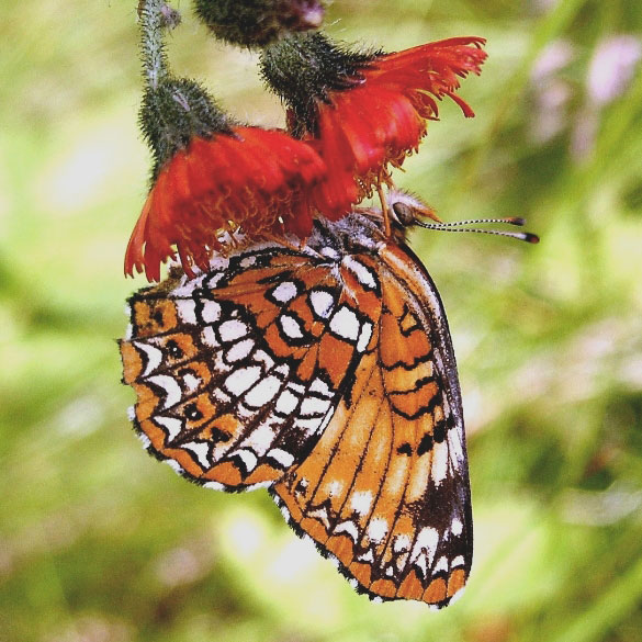 Harris' Checkerspot