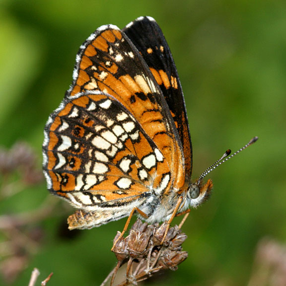 Harris' Checkerspot