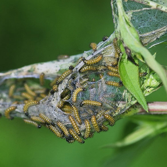 Harris' Checkerspot