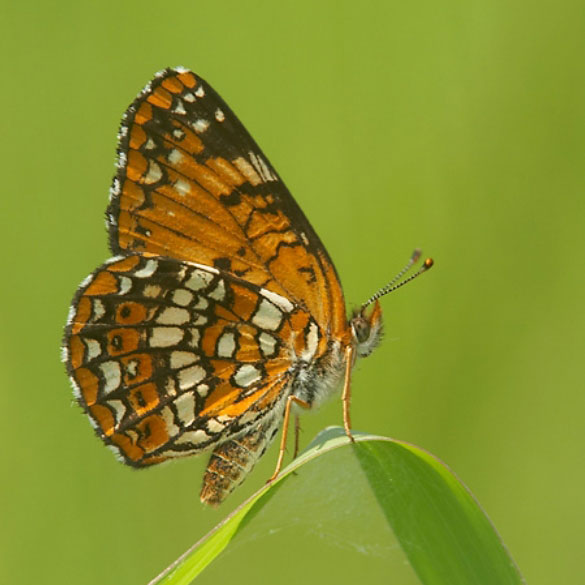 Harris' Checkerspot