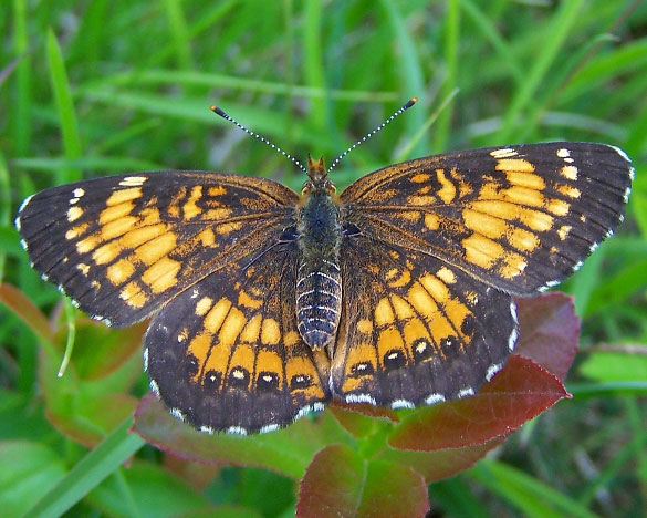Harris' Checkerspot