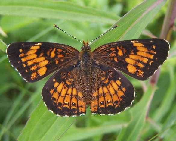Harris' Checkerspot