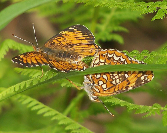 Harris' Checkerspot