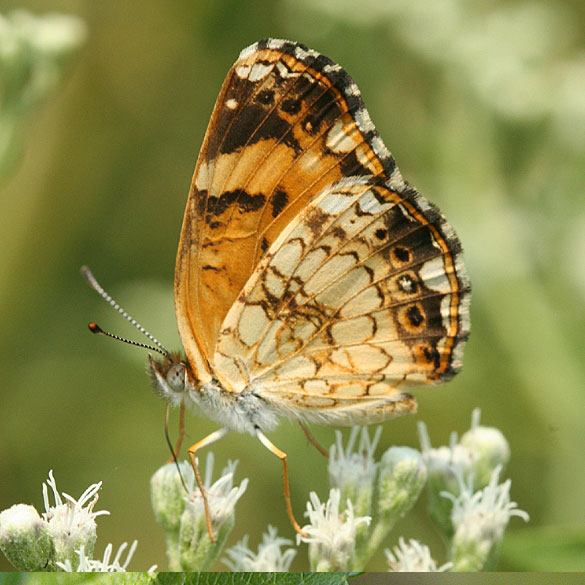 Silvery Checkerspot
