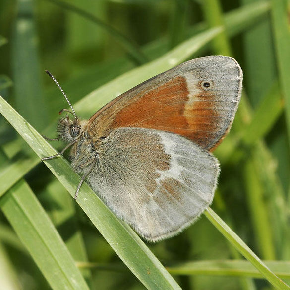 Common Ringlet