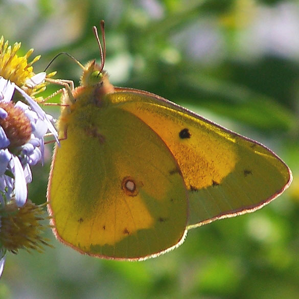 Orange Sulphur