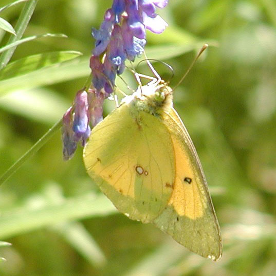 Orange Sulphur