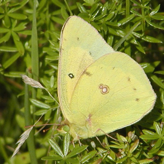 Orange Sulphur