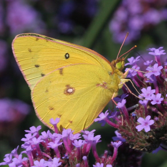 Orange Sulphur