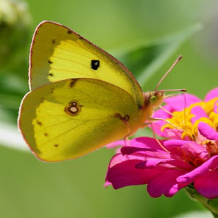 Clouded Sulphur