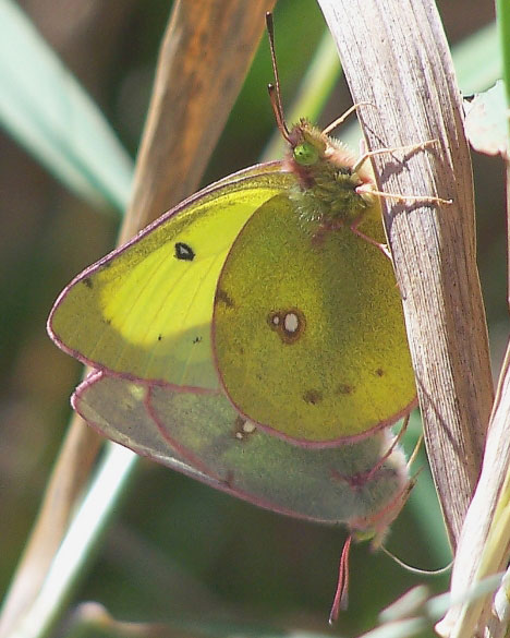 Clouded Sulphur