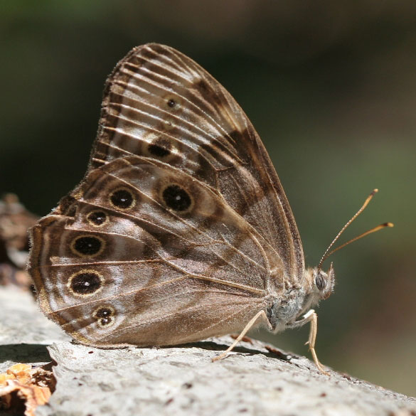 Northern Pearly Eye
