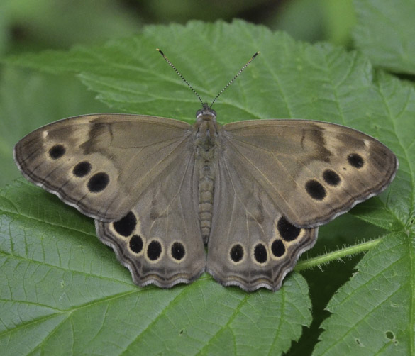Northern Pearly Eye