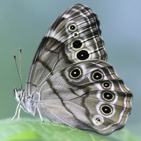 Northern Pearly Eye