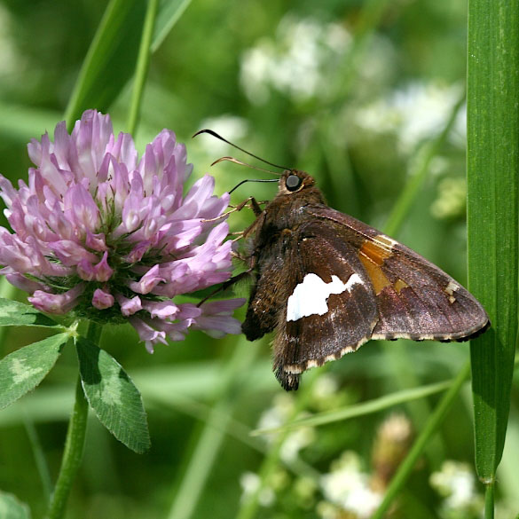 Silver-spotted Skipper