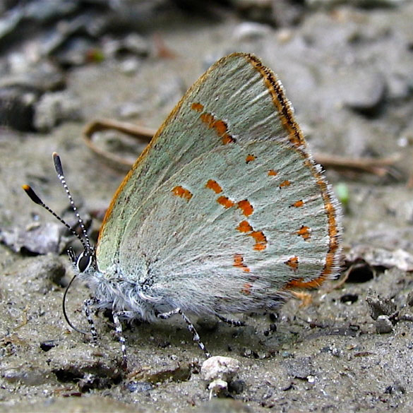 Early Hairstreak