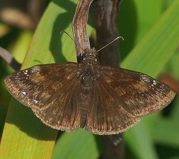 Wild Indigo Duskywing