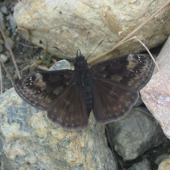 Wild Indigo Duskywing