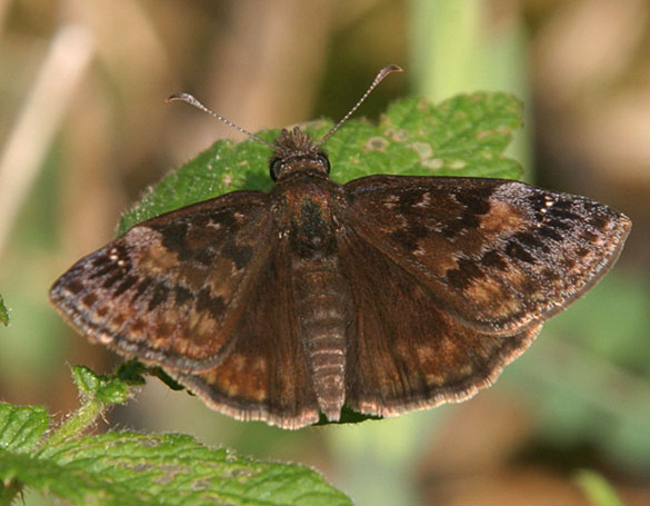 Wild Indigo Duskywing