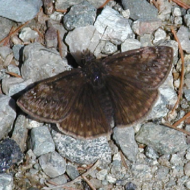 Juvenal's Duskywing