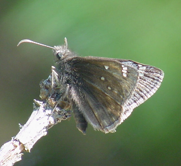 Juvenal's Duskywing