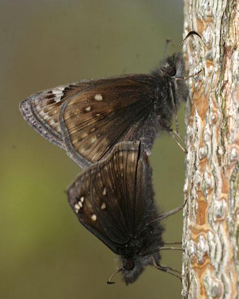 Juvenal's Duskywing
