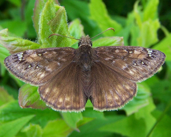 Juvenal's Duskywing
