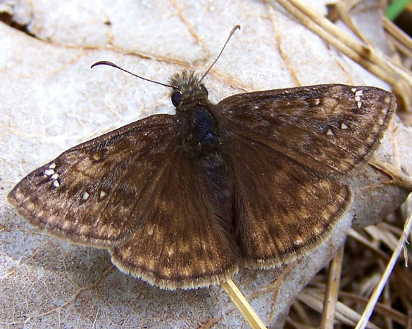 Juvenal's Duskywing
