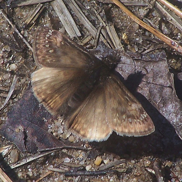 Juvenal's Duskywing