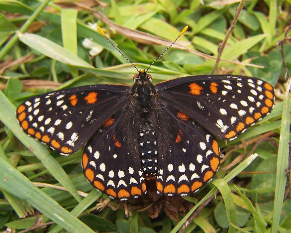 Baltimore Checkerspot