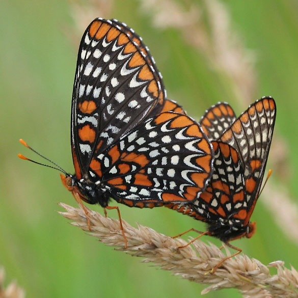 Baltimore Checkerspot