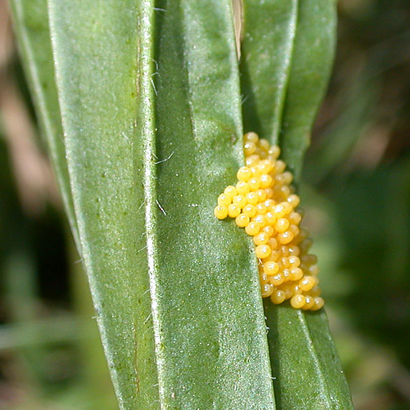 Baltimore Checkerspot