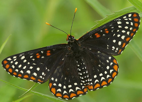 Baltimore Checkerspot