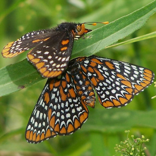 Baltimore Checkerspot
