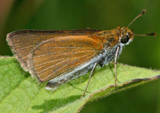 Two-spotted Skipper