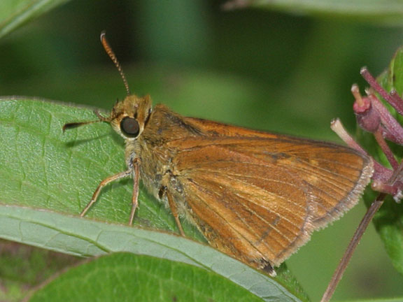 Dion Skipper