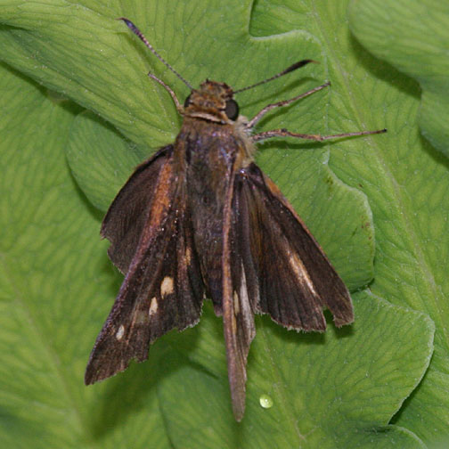 Dion Skipper