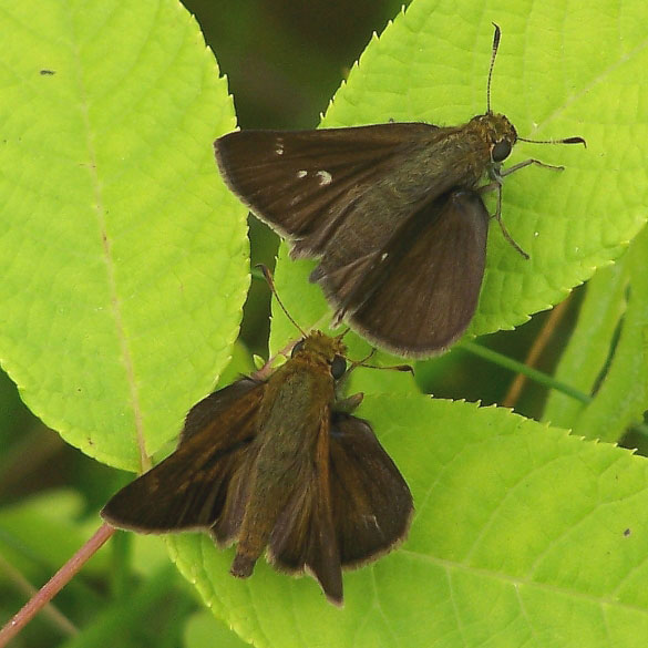 Dun Skipper