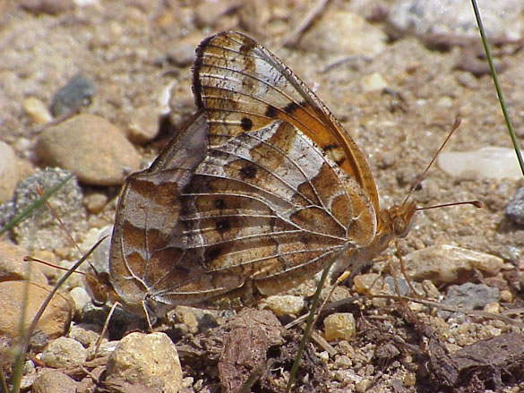 Variegated Fritillary