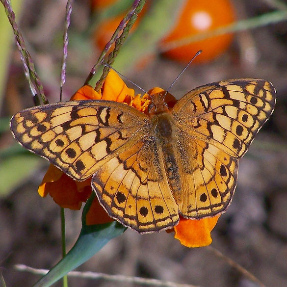 Variegated Fritillary
