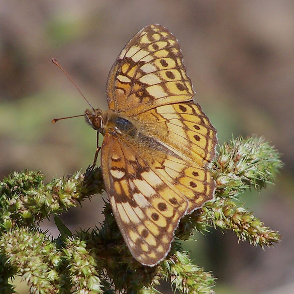 Variegated Fritillary