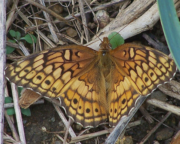 Variegated Fritillary
