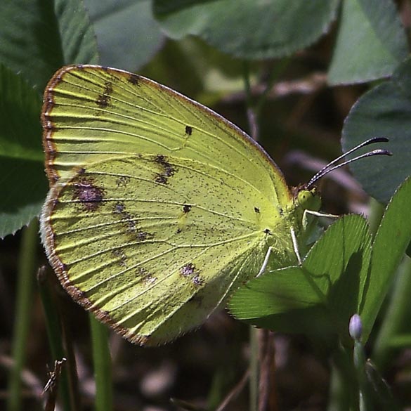 Little Yellow