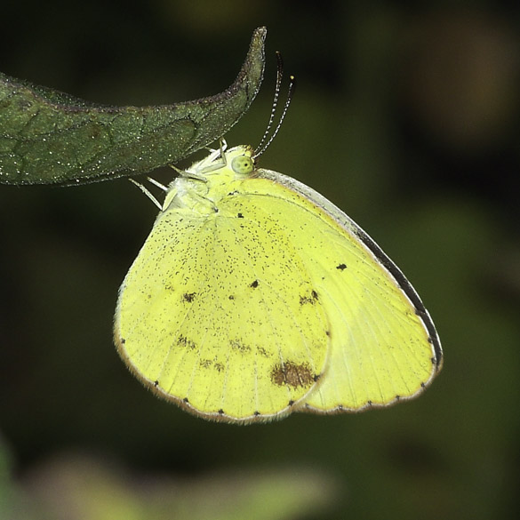 Little Yellow